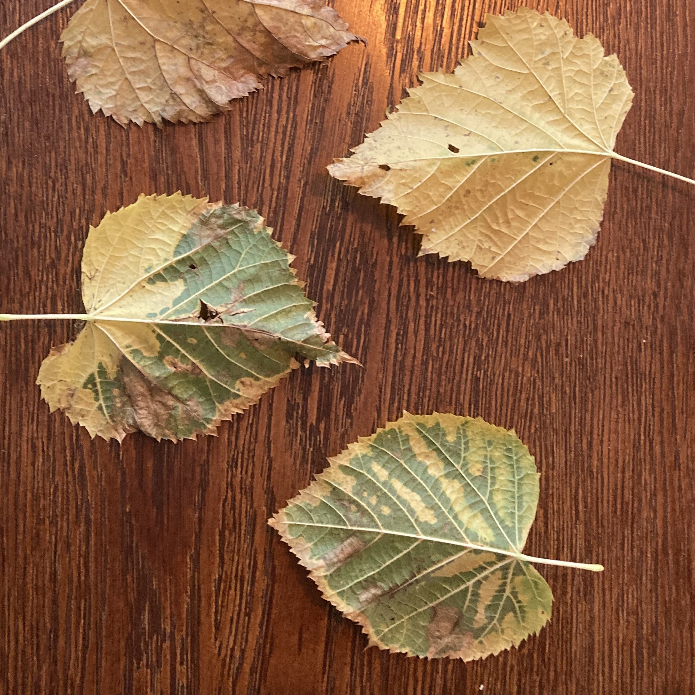 Lindebladeren in de herfst